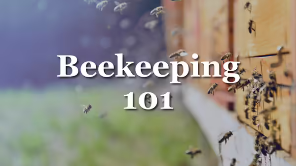 bees