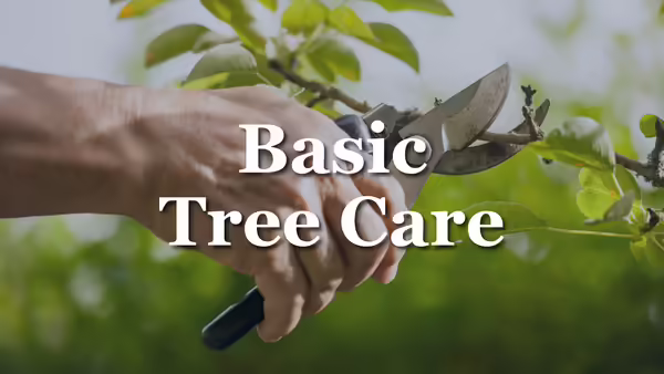 trimming a tree branch