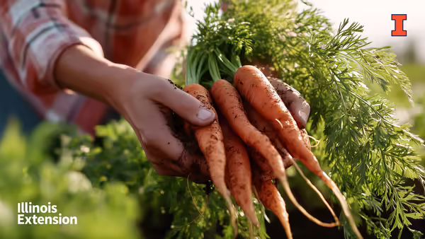 hands holding freshly-harvested carrots in field