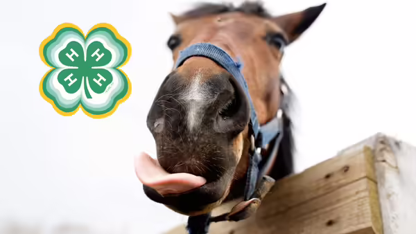 brown horse with his tongue out