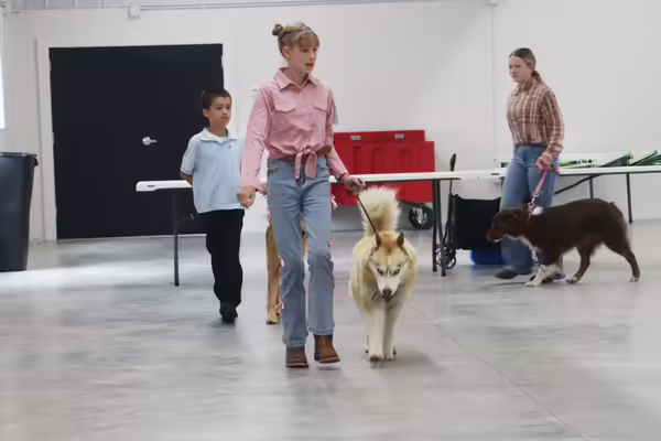 4-H youths lead their dogs during the showmanship contest.
