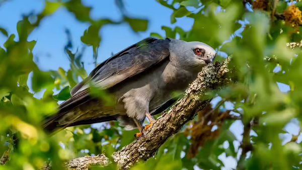 A grey Mississippi Kite bird in tree searching for prey.