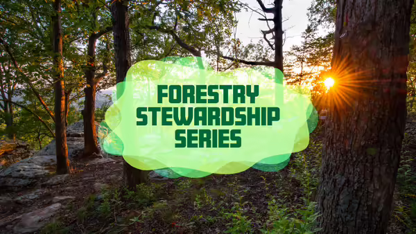 A forest with the sun setting behind the text "Forestry Stewardship Series"