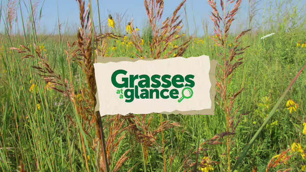 Grasses at a Glance