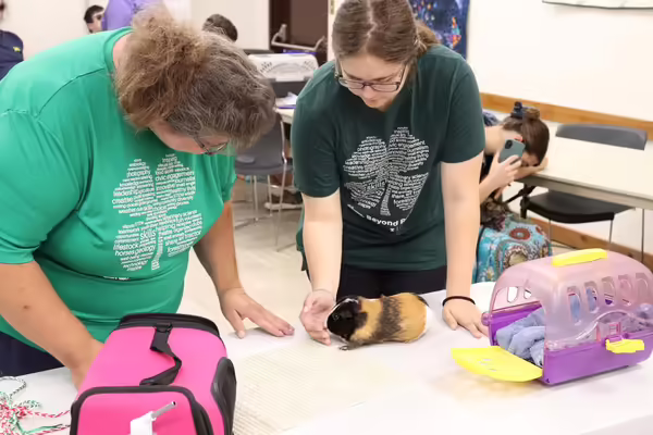 A 4-H member showing her black and brown guinea pig to the small pets judge. judge 
