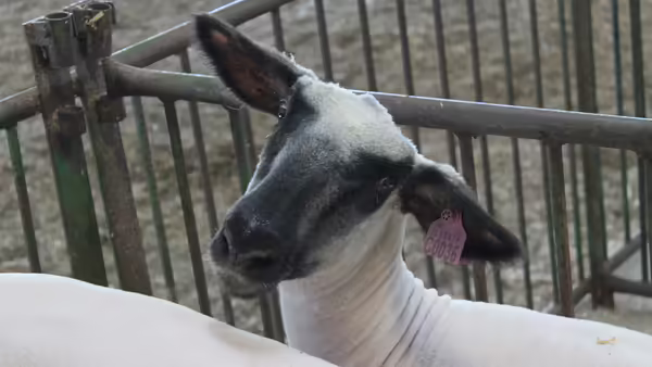 sheep with a black face and white body