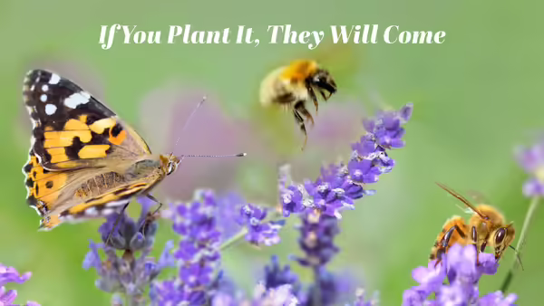 Flowers with butterfly and bee pollinators