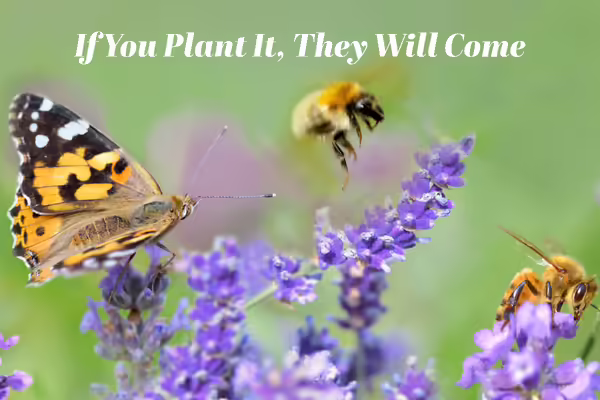 Flowers with Butterfly and Bee Pollinators