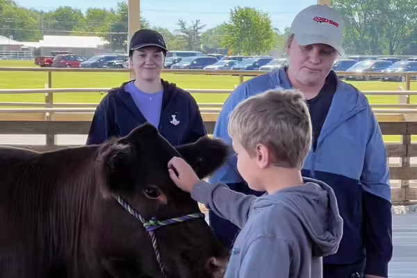 a boy petting a heifer
