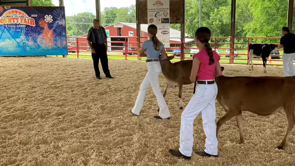 Rock Island County 4-H youth showing dairy cattle at the fair