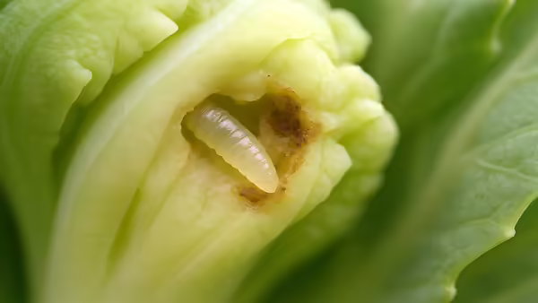 insect larvae in a brassica plant macro photo