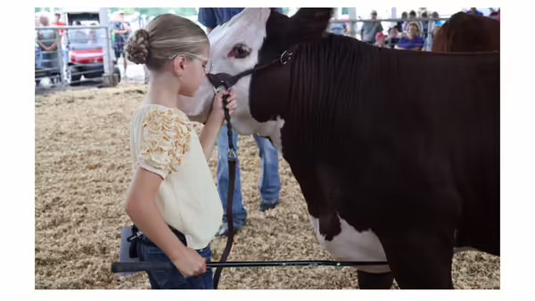 Girl Selling her Cow at the Auction