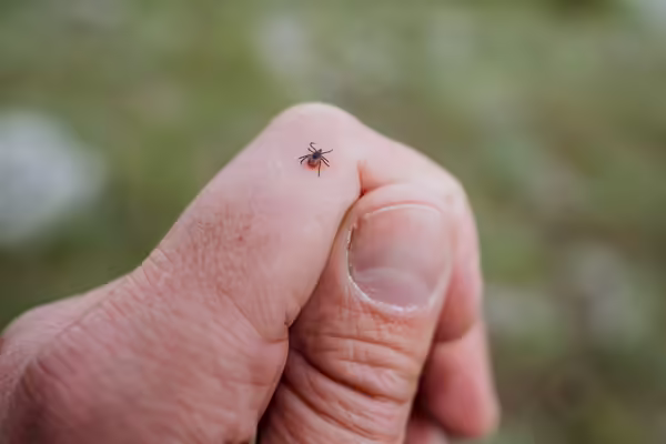A small tick is visible on a human hand