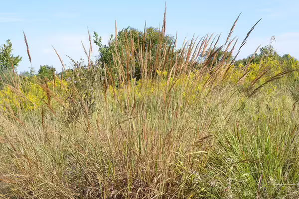 a field of grass