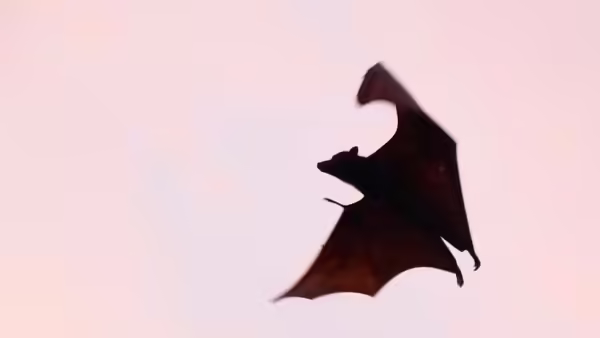 bat silohuette flying