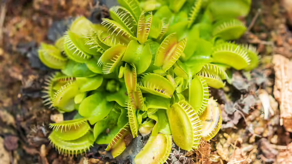 A Venus fly trap planted in the ground.