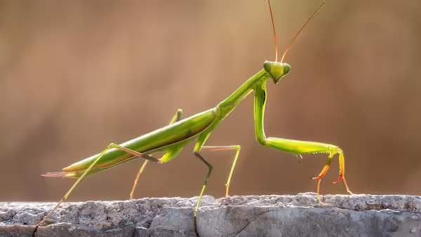 Green praying mantis on a log.