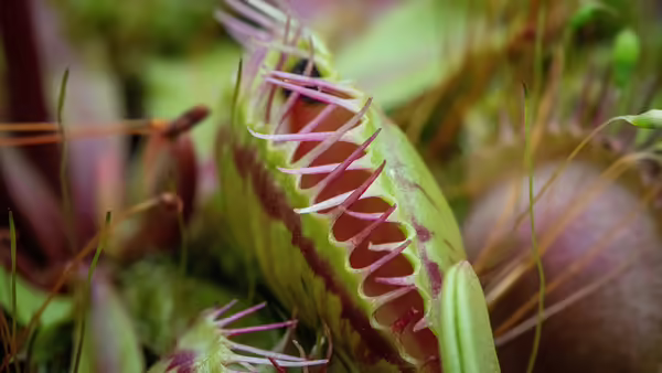 venus flytrap leaf