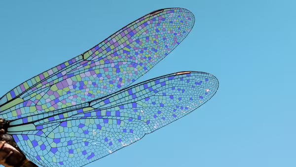An iridescent dragonfly wing reflecting a variety of colors. 