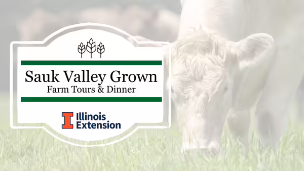 Cattle grazing in a field with "Sauk Valley Grown" text overlay