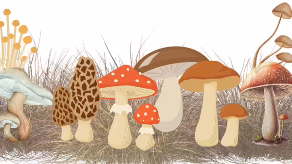 mushroom graphic