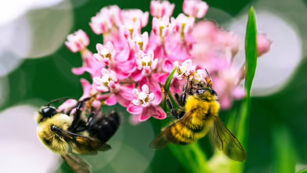 Two bees on a pink flower