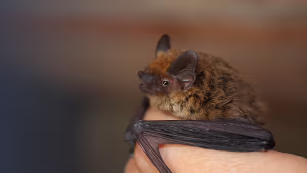 bat