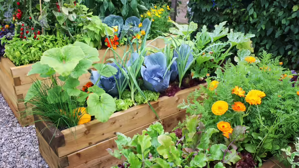 A raised bed vegetable garden 