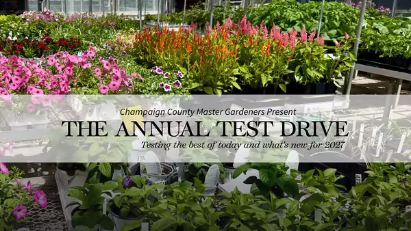 a greenhouse full of colorful annuals