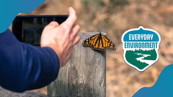 Monarch butterfly perched on pole with person taking a photo