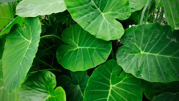 elephant leaf