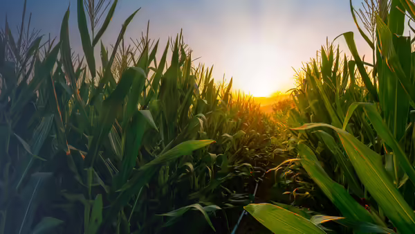 corn field