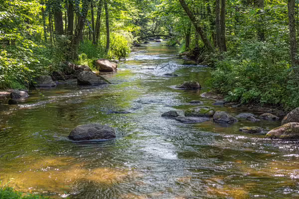 a creek with large rocks flowing through a forest