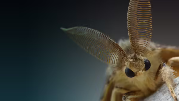 moth