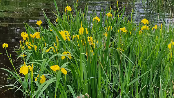 A clump of blooming yellow iris at the edge of a pond.