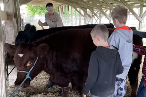 youth standing by a black cow