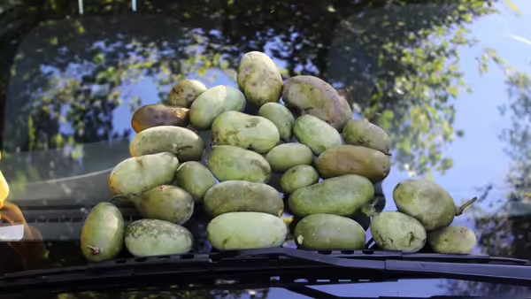 A collection of pawpaw fruit on a car windshield
