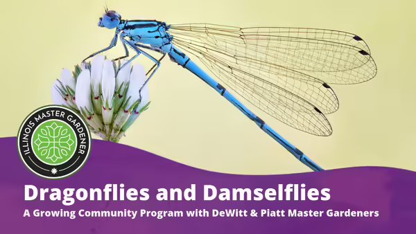 Dragonflies and Damselflies A Growing Community Program with DeWitt & Piatt Master Gardeners in white text over a purple background with a dragonfly on a flower pictured