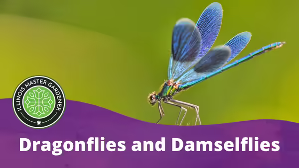 Dragonflies and Damselflies in white text over a purple background with a dragonfly pictured