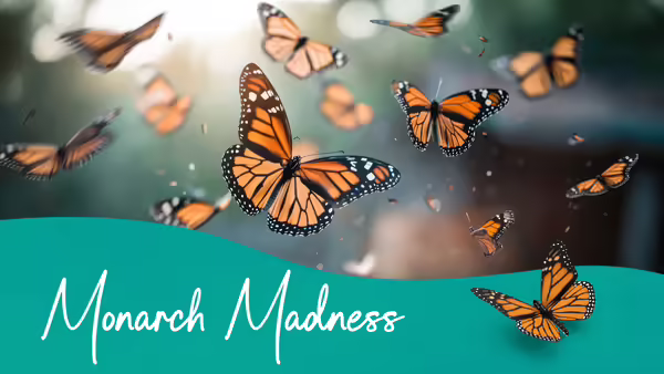 Monarch butterflies flying on a blue and green background.