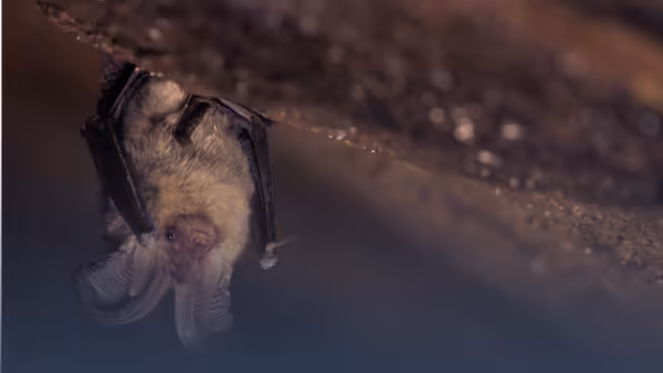 bat hanging upside down