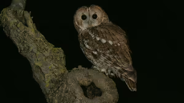 owl sitting on tree branch