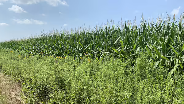 corn field with blue sky