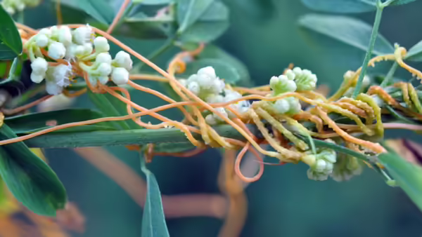 An invasive plant wrapping around another plant 
