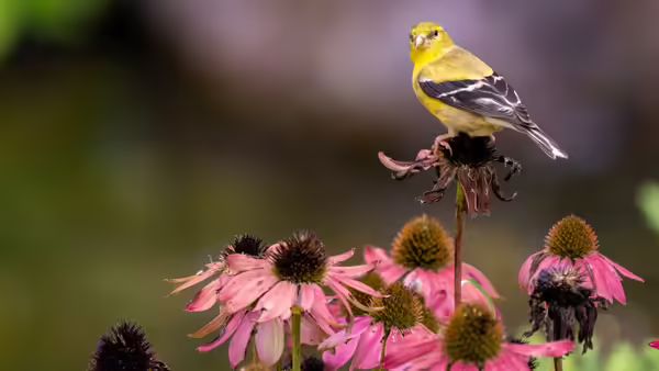 A yellow finch sitting on top of a purple coneflower 