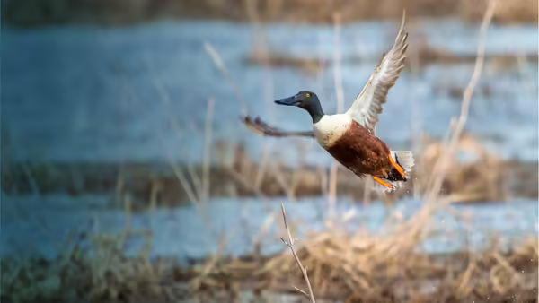 duck in wetland