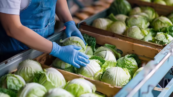 Person wearing blue gloves packing heads of cabbage in boxes
