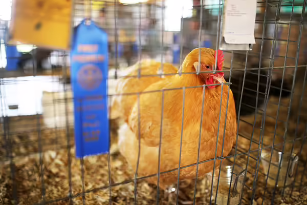 Blue Ribbon Winning Gold Comet Hen Chicken Shown at County Fair.