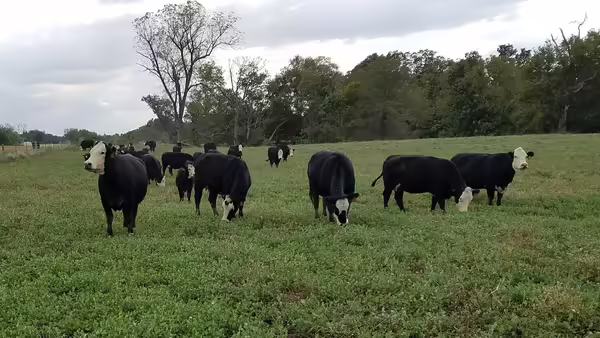 black cows grazing in a field