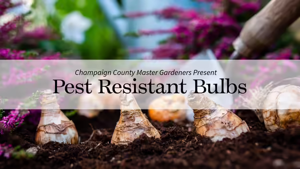 plant bulbs in the ground